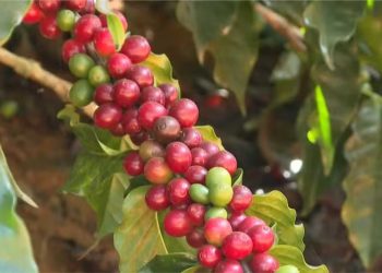 Café do ES bate recorde com receita de quase R$ 10 bilhões em exportações; produto chega a custar R$ 50 no supermercado