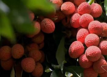 Produção de lichia cresce e se torna alternativa de renda para produtores no ES