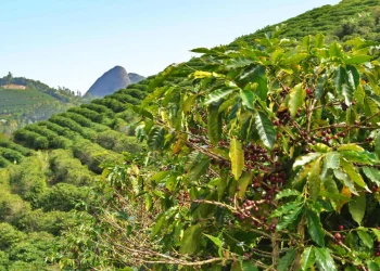 Nova Venécia e Vitória estão entre as 10 maiores cidades exportadoras de café do Brasil