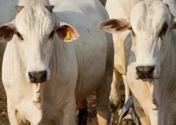 Exportações de carne bovina no Espírito Santo crescem mais de 30% em 2024