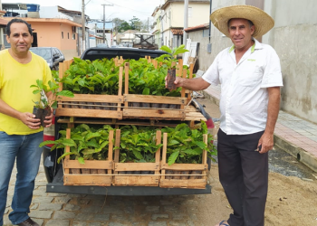 Agricultores de Dores do Rio Preto vivem expectativa da primeira colheita de café conilon
