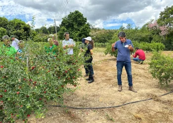 Genótipos de aceroleira avaliados no Espírito Santo apresentam alta produtividade em estudo inédito