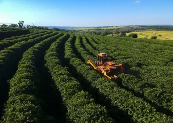 Agropecuária cresce 7,4% em 2024 e impulsiona o PIB do Espírito Santo, aponta Findes