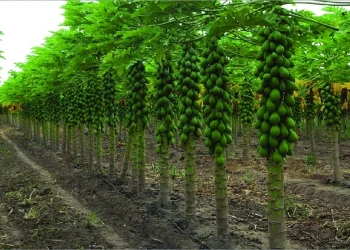 Produção agrícola cresce e impulsiona o PIB capixaba, aponta IJSN