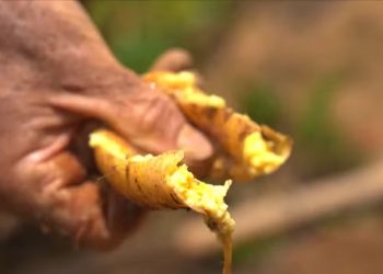 Calor faz batata-baroa cozinhar embaixo da terra antes da colheita no ES