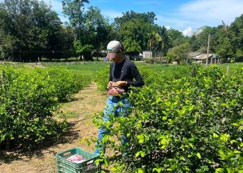 Genótipos de aceroleira avaliados pelo Incaper apresentam alta produtividade em estudo inédito no Espírito Santo