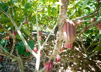 Fundo vai financiar pequenos agricultores de cacau na Bahia e no Pará