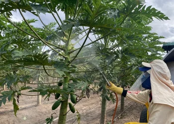 Produtores capixabas investem em protetor solar para plantas e frutos contra altas temperaturas