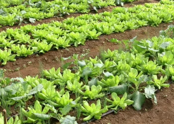 Conab: preço da batata e da alface caiu em março