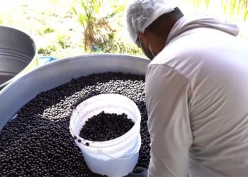 Produtores de Linhares investem no cultivo de açaí para atender alta demanda e impulsionar economia local