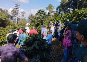 Confira agenda de eventos técnicos para cafeicultores capixabas em abril