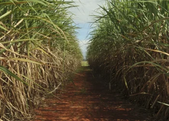 Conab estima produção de 663,4 milhões de toneladas de cana