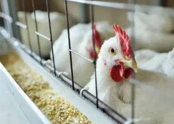 Espírito Santo intensifica vigilância após primeiro foco de gripe aviária em granja comercial no Brasil