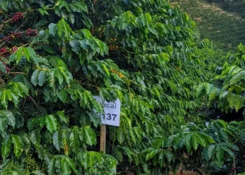 Novas cultivares de café arábica ampliam potencial de produção e qualidade no Espírito Santo
