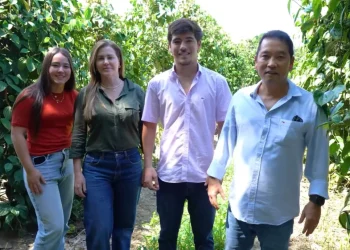 Produtores do Espírito Santo apostam em estufas e moringa para fortalecer a produção de pimenta-do-reino