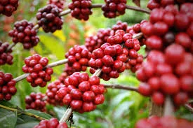 Valor bruto da produção de café no Brasil deve chegar a R$ 125,7 bilhões; Espírito Santo representa R$ 30,88 bi