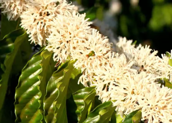 Flor de café conilon vira chá e pesquisadores estudam viabilidade do produto para o mercado