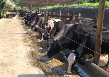 Espírito Santo apresenta inovações para a alimentação do gado leiteiro na 7º TecLeite
