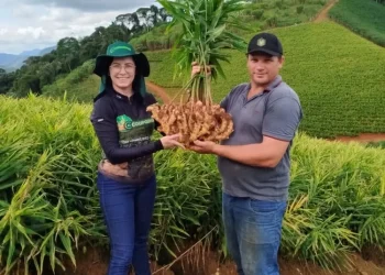 Espírito Santo inicia colheita do gengibre e reforça liderança nacional na produção
