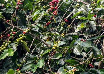 Safra de café deve crescer 2,7% e chegar a 56 milhões de sacas em 2025