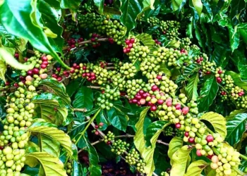 Produção de café no Espírito Santo deve crescer 18,2% em 2025, estima Conab