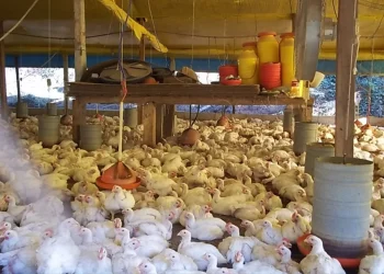 Chile reconhece qualidade de frango e ovos capixabas e anima produtores