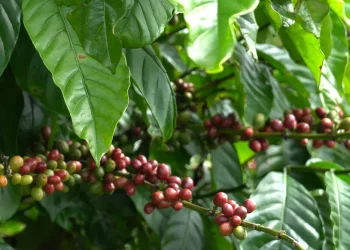 Regiões frias e de altitude entram no radar de pesquisa sobre café conilon no Espírito Santo