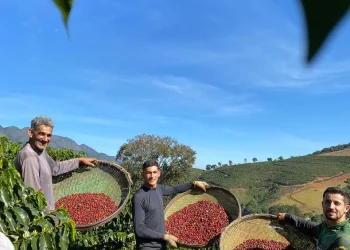 Colheita de café arábica no Espírito Santo pode ter safra menor, mas com qualidade superior em 2025