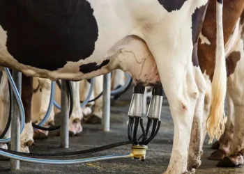 Espírito Santo tem meta de dobrar produção de leite até 2032