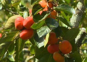 Produção de caqui em meio a outras culturas ganha espaço nas lavouras e vira alternativa de renda de agricultores