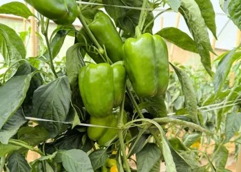 Produção capixaba de pimentão é impulsionada por preços e cultivo protegido