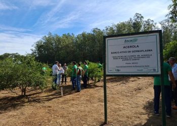Técnicos do Incaper se capacitam para apoiar expansão da cultura da acerola no Espírito Santo