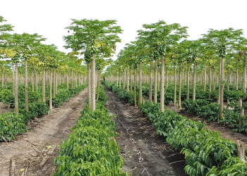 Espírito Santo amplia exportações de mamão em 34% e fatura mais de US$ 10 milhões até abril