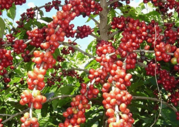 Exportadores descartam ruptura no fornecimento de café aos Estados Unidos
