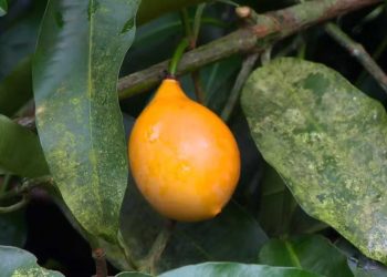 Você conhece o achachairu? Produtores investem no cultivo de frutas exóticas no ES