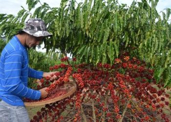 Produtores correm para colher café conilon em Colatina, Linhares e cidades da região após queda no preço da saca