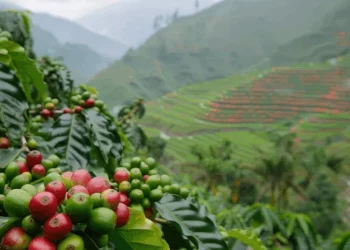 Após alta histórica, preço do café conilon cai quase 50% e acende alerta entre produtores