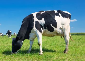 Espírito Santo fortalece pecuária com programas de fomento, genética e crédito rural