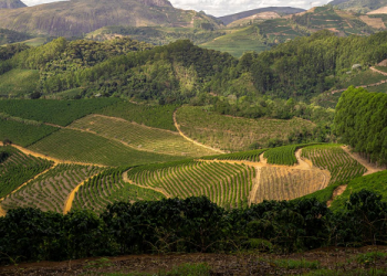 Primeiro contrato do Programa de Pequenas Barragens é de produtora de cafés especiais em Brejetubav