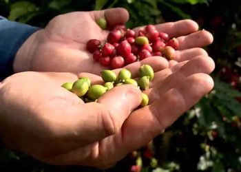 Verde ou vermelho? Produtores têm perdas maiores quando café é colhido antes do tempo, comprova estudo