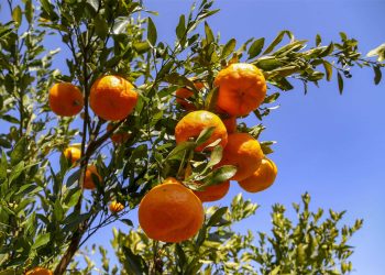 Página inicial Agricultura Polo produtor de tangerina do ES prevê safra 30% maior em 2025