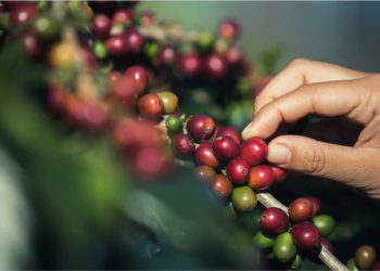 Simpósio de Café Conilon em São Mateus acontece em novembro