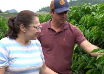Grãos em formação: produtores capixabas intensificam manejo na fase que define a safra do conilon