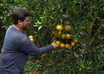 Colheita da laranja em Jerônimo Monteiro tem previsão de safra 30% maior