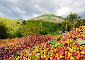 Com alta do agro, economia capixaba cresce 3% no ano e supera média nacional, aponta IJSN