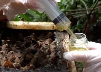 Criação de abelhas nativas impulsiona conservação ambiental e geração de renda no Espírito Santo