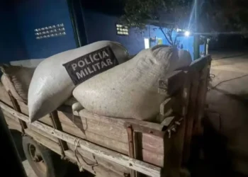 Criminosos roubam 6 toneladas de pimenta-do-reino em fazenda no ES