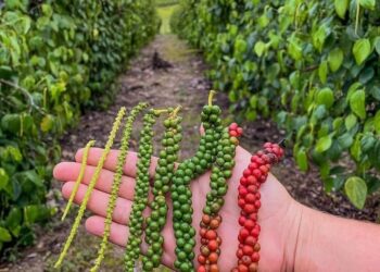Exportações de pimenta-do-reino do Espírito Santo crescem 113% e batem recorde em 2025