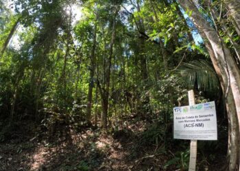 Projeto vai fornecer sementes da Mata Atlântica para agricultores capixabas implantarem agroflorestas