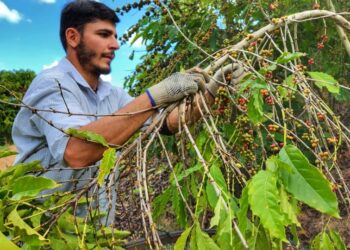 Produtores rurais impulsionam resultados ambientais e econômicos do Programa Reflorestar no Espírito Santo